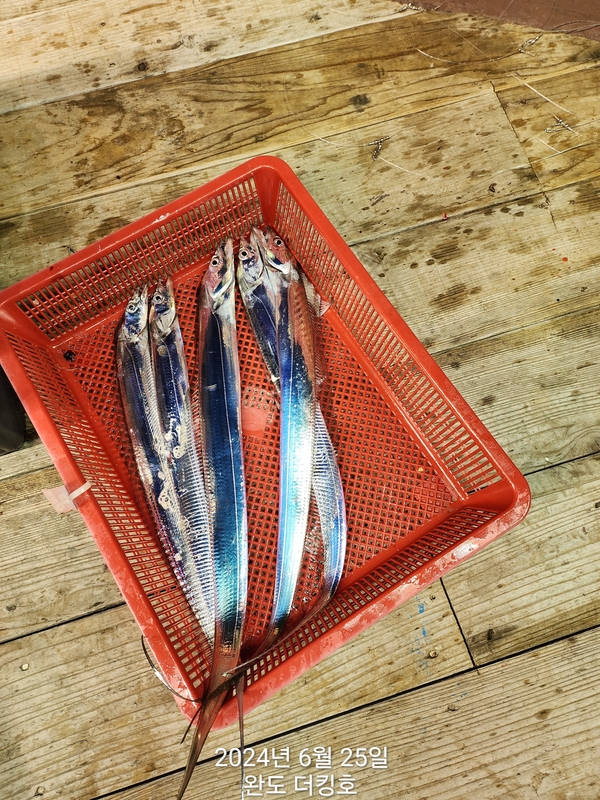 완도더킹호의 조황일지 이미지 - 16