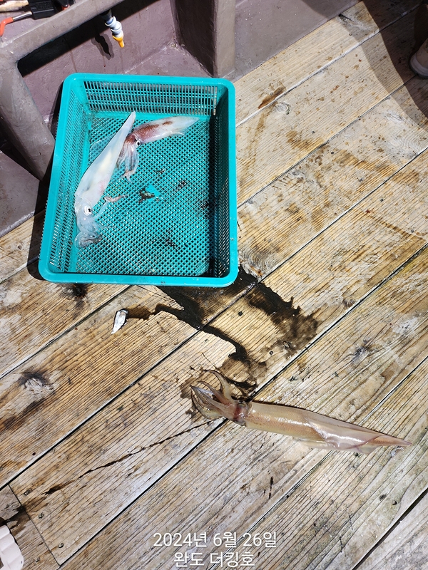 완도더킹호의 조황일지 이미지 - 5