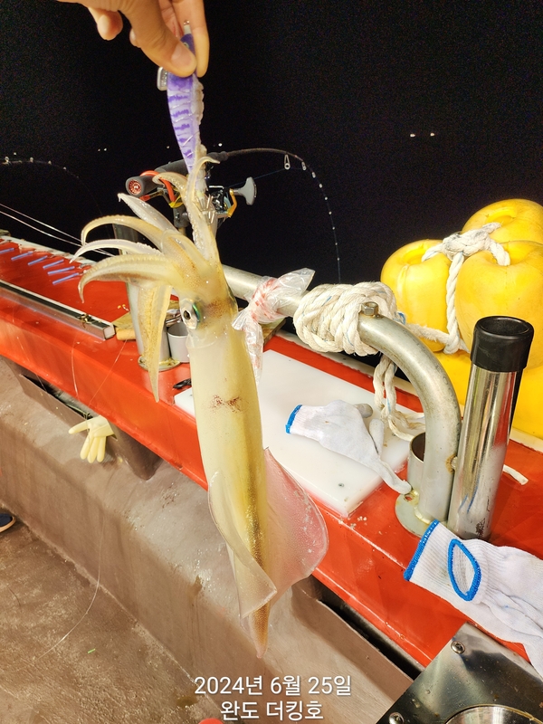 완도더킹호의 조황일지 이미지 - 2