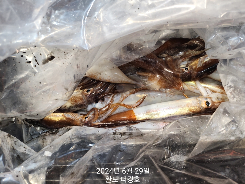 완도더킹호의 조황일지 이미지 - 14