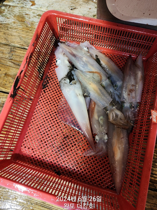 완도더킹호의 조황일지 이미지 - 0