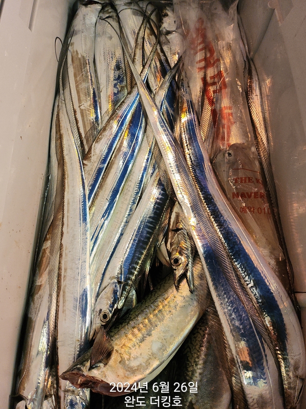 완도더킹호의 조황일지 이미지 - 9