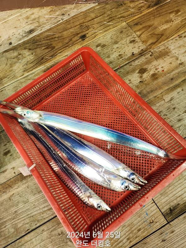 완도더킹호의 조황일지 이미지 - 17