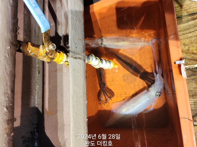 완도더킹호의 조황일지 이미지 - 7