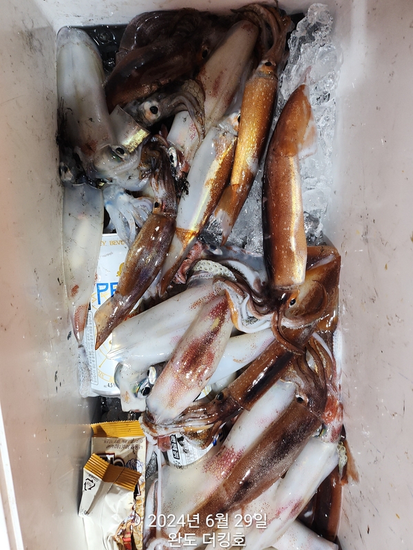 완도더킹호의 조황일지 이미지 - 13