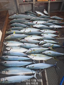 완도더킹호 방어지깅 대박조황^^ 다음주 자리여유~ 선상낚시로 잡은 물고기 조황