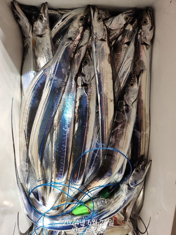 완도더킹호의 조황일지 이미지 - 10