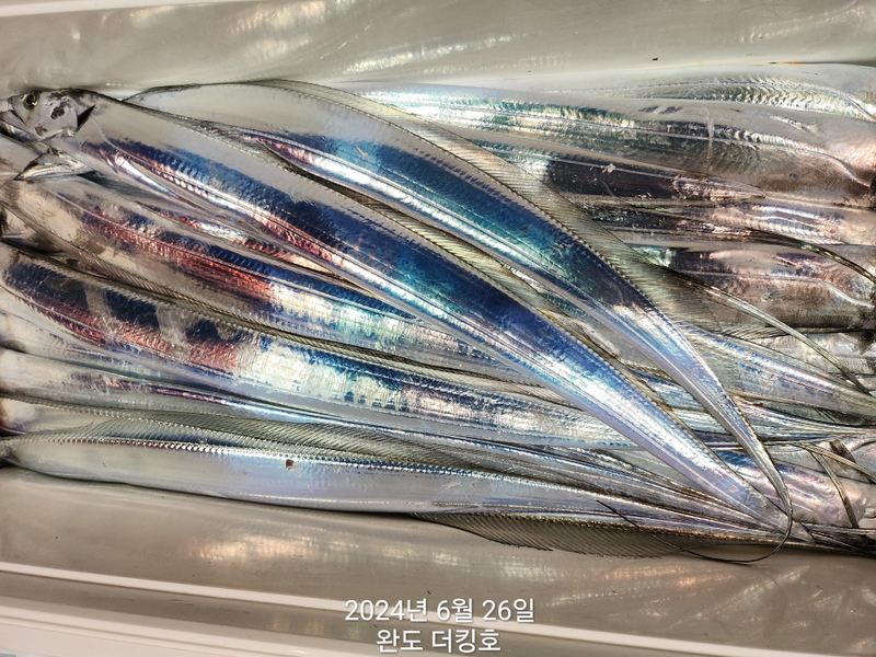 완도더킹호의 조황일지 이미지 - 12