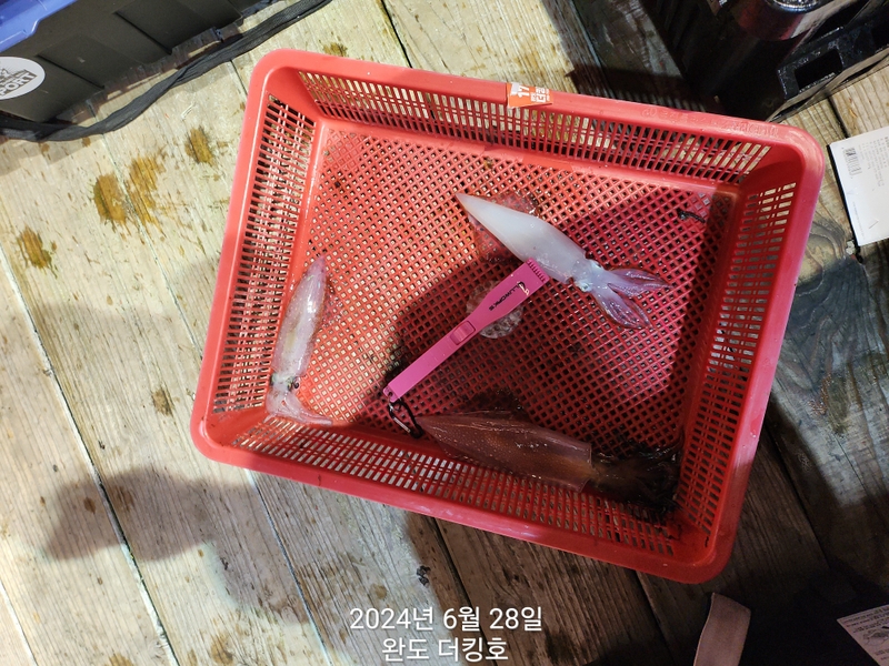 완도더킹호의 조황일지 이미지 - 9