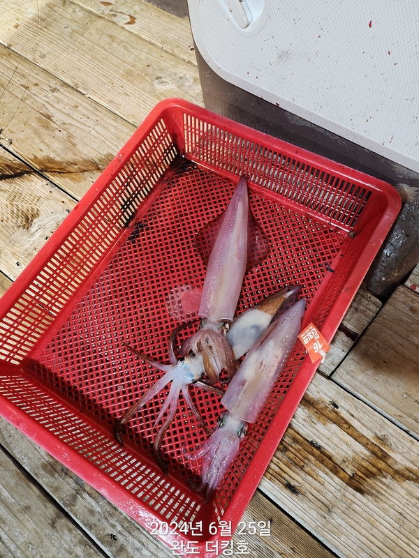 완도더킹호의 조황일지 이미지 - 3