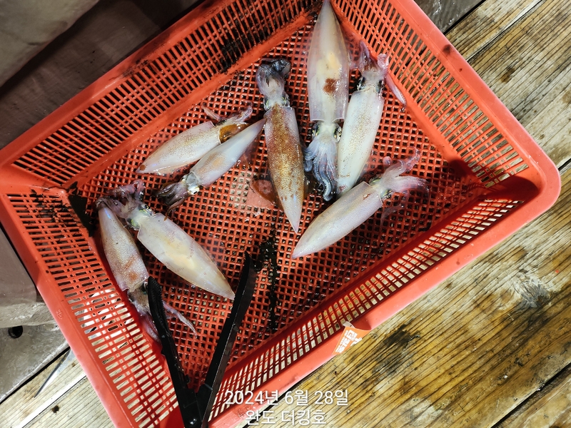 완도더킹호의 조황일지 이미지 - 10