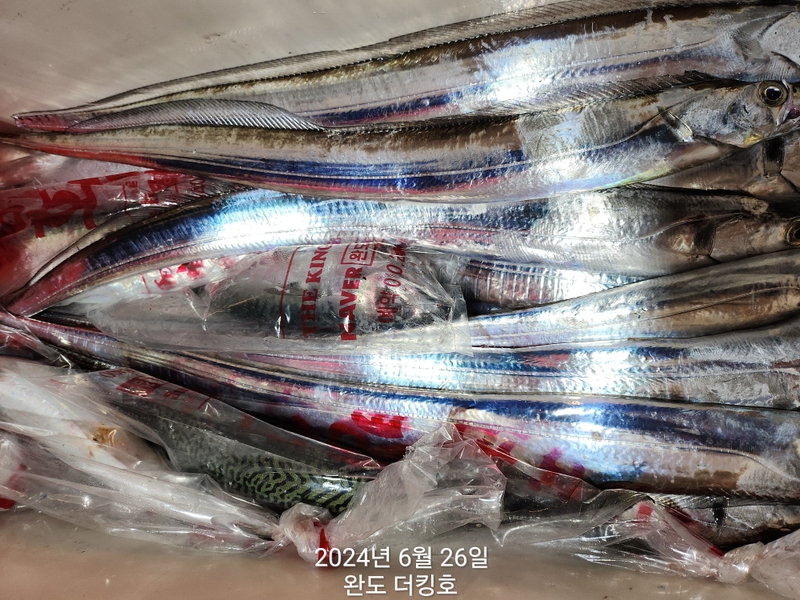 완도더킹호의 조황일지 이미지 - 11