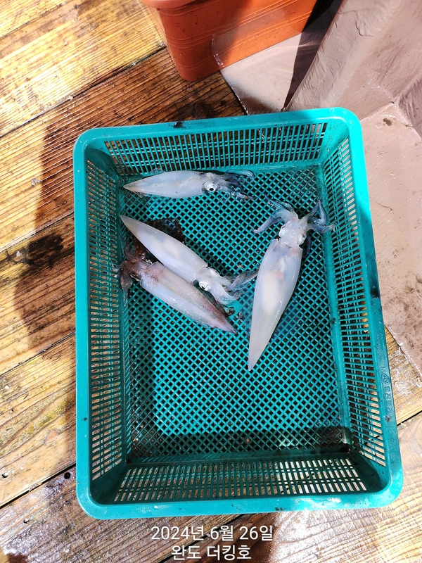 완도더킹호의 조황일지 이미지 - 6