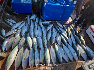 완도 더킹호 방어지깅 출항중 입니다^^ 기상만좋으면 매일 출항중입니다^^ 선상낚시로 잡은 물고기 조황