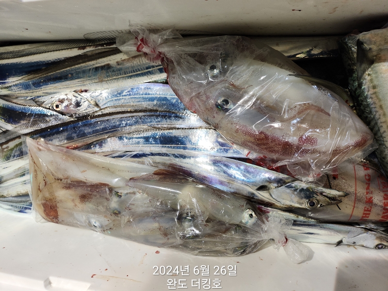 완도더킹호의 조황일지 이미지 - 7