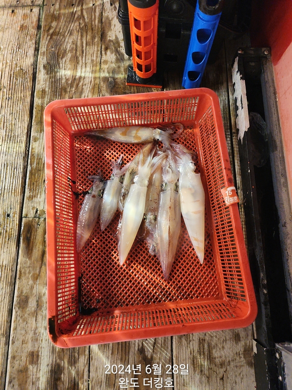 완도더킹호의 조황일지 이미지 - 8