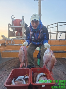 참돔 타이라바! 선상낚시로 잡은 물고기 조황