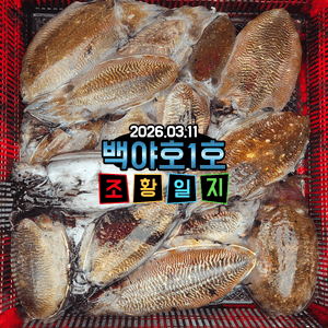 26.03.11(수)제주 백야호1호 심해갑오징어 조황일지 선상낚시로 잡은 물고기 조황