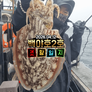 [백야호2호]26.04.12제주 심해갑오징어 조황일지 선상낚시로 잡은 물고기 조황