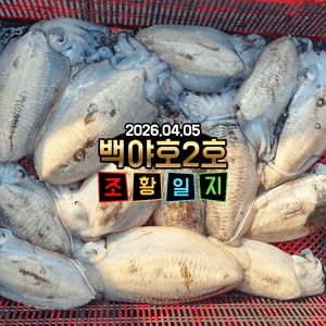 [백야호2호]26.04.05제주 심해갑오징어 조황일지 선상낚시로 잡은 물고기 조황