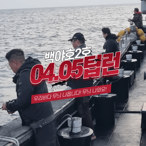[백야호2호]무늬오징어 팁런 조황일지 26.04.05 선상낚시로 잡은 물고기 조황
