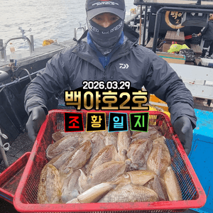 [백야호2호]26.03.29제주심해갑오징어 조황 선상낚시로 잡은 물고기 조황