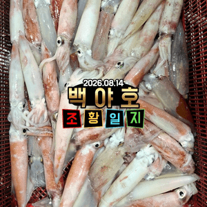 26.08.14 제주백야호 선상한치낚시 선상낚시로 잡은 물고기 조황
