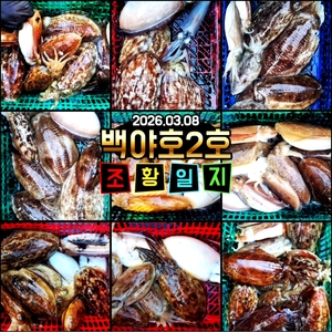 [백야호2호]제주 심해갑오징어 조황 선상낚시로 잡은 물고기 조황