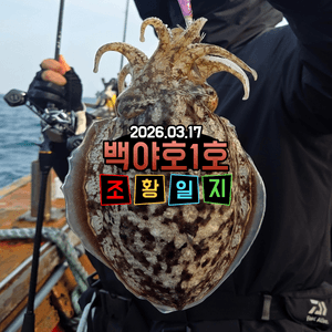 [백야호1호]26.03.17 제주 심해갑오징어 선상낚시로 잡은 물고기 조황