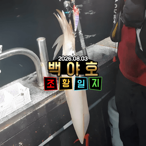 2026.08.03제주 백야호 야간 한치조황 선상낚시로 잡은 물고기 조황