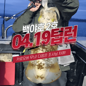 [백야호2호]2키로오바무늬오징어 야간팁런 아자스! 선상낚시로 잡은 물고기 조황