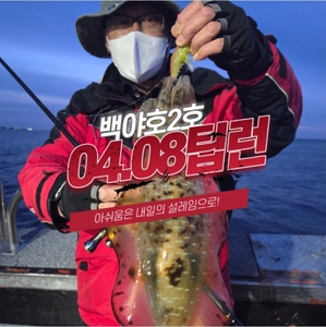 [백야호2호]26.04.08제주 야간 팁런 무늬오징어 선상낚시로 잡은 물고기 조황