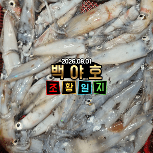 2026.08.01 제주 백야호 선상한치 조황 선상낚시로 잡은 물고기 조황