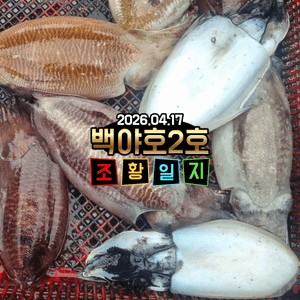 [백야호2호]26.04.17제주심해갑오징어 조황일지 선상낚시로 잡은 물고기 조황