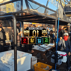 2026.08.02 제주 백야호 선상 한치 조황 선상낚시로 잡은 물고기 조황