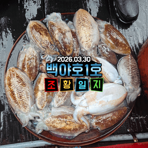 [백야호1호]26.03.30 제주심해갑오징어 조황 선상낚시로 잡은 물고기 조황