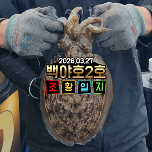 [백야호2호]26.03.27제주 심해갑 조황 선상낚시로 잡은 물고기 조황