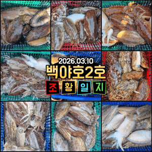 [백야호2호]26.03.10제주 심해갑오징어  선상낚시로 잡은 물고기 조황