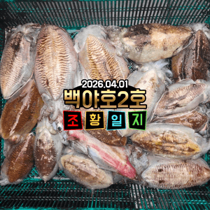 [백야호2호]26.04.01제주심해갑오징어 조황 선상낚시로 잡은 물고기 조황