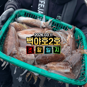 백야호2호 심해갑오징어 조황일지(26.03.11) 선상낚시로 잡은 물고기 조황