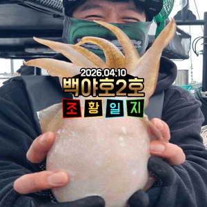[백야호2호]26.04.10제주심해 갑오징어 조황일지 선상낚시로 잡은 물고기 조황
