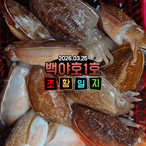 [백야호1호]26.03.25 제주심해갑오징어 선상낚시로 잡은 물고기 조황