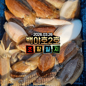 [백야호2호]장원48수/26.03.26제주 심해 갑오징어 조황 선상낚시로 잡은 물고기 조황