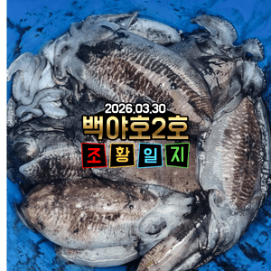 [백야호2호]26.03.30 제주 심해갑오징어 조황일지 선상낚시로 잡은 물고기 조황