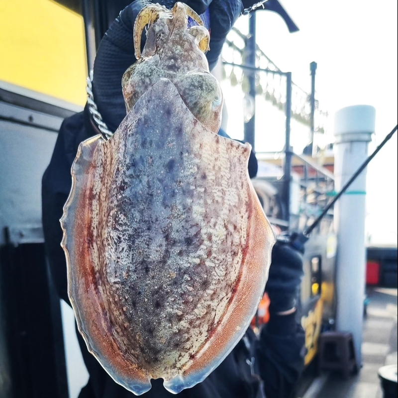 해당 선사를 대표하는 이미지