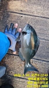 로즈마리호 긴꼬리조황 선상낚시로 잡은 물고기 조황