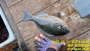 로즈마리호 긴꼬리조황 선상낚시로 잡은 물고기 조황