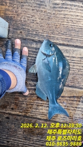 로즈마리호 긴꼬리조황 선상낚시로 잡은 물고기 조황