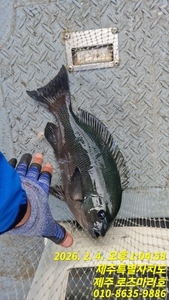 로즈마리호 긴꼬리조황 선상낚시로 잡은 물고기 조황