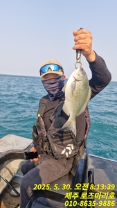 로즈마리호 선상흘림조황 선상낚시로 잡은 물고기 조황